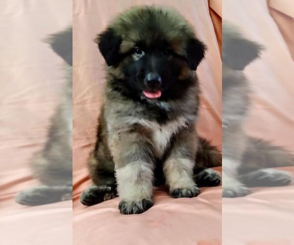 Medium Photo #1 Great Pyrenees Puppy For Sale in YUCCA VALLEY, CA, USA