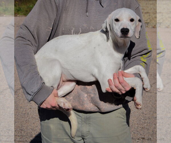 Medium Photo #2 Beagle-Pointer Mix Puppy For Sale in Huntley, IL, USA