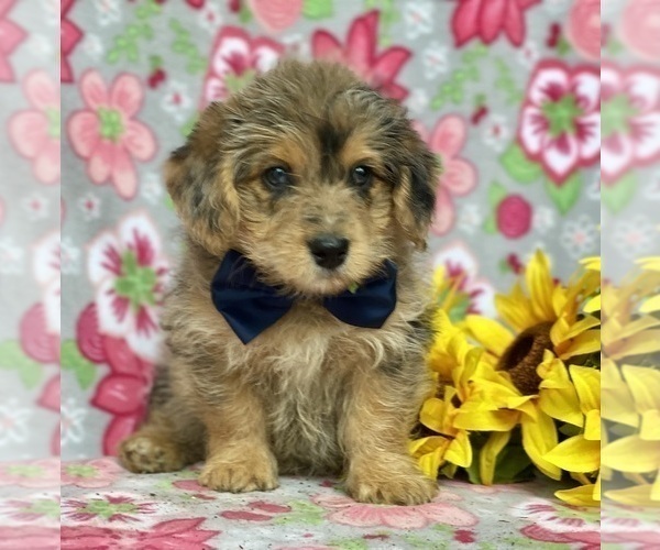 Medium Photo #3 Pembroke Welsh Corgi-Poodle (Miniature) Mix Puppy For Sale in LANCASTER, PA, USA