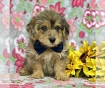 Small Photo #3 Pembroke Welsh Corgi-Poodle (Miniature) Mix Puppy For Sale in LANCASTER, PA, USA