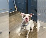 Small #1 Bullboxer Pit
