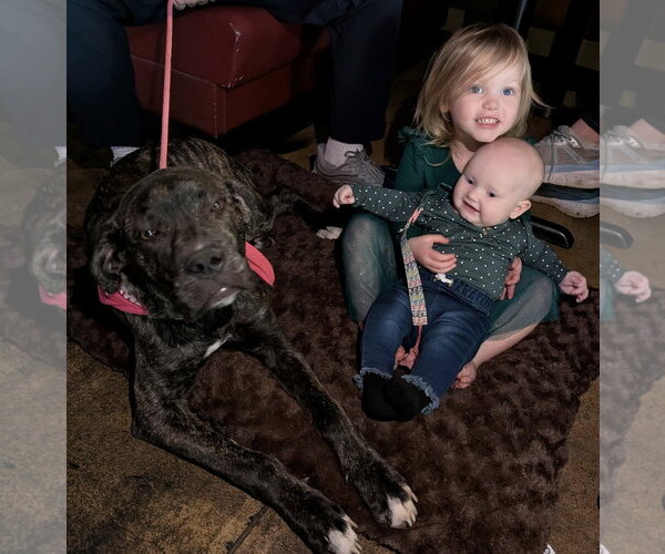 Medium Photo #8 Mastiff-Unknown Mix Puppy For Sale in Germantown, OH, USA