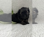 Small Photo #3 Poodle (Toy)-Yorkshire Terrier Mix Puppy For Sale in WAUNAKEE, WI, USA