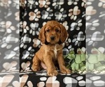 Small Photo #3 Cocker Spaniel Puppy For Sale in NEW HOLLAND, PA, USA
