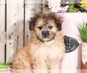 Zuchon Puppy for sale in MOUNT VERNON, OH, USA