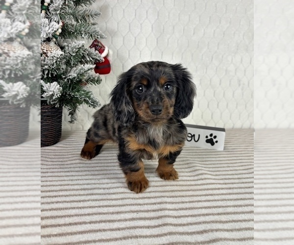Medium Photo #3 Dachshund Puppy For Sale in GREENFIELD, IN, USA