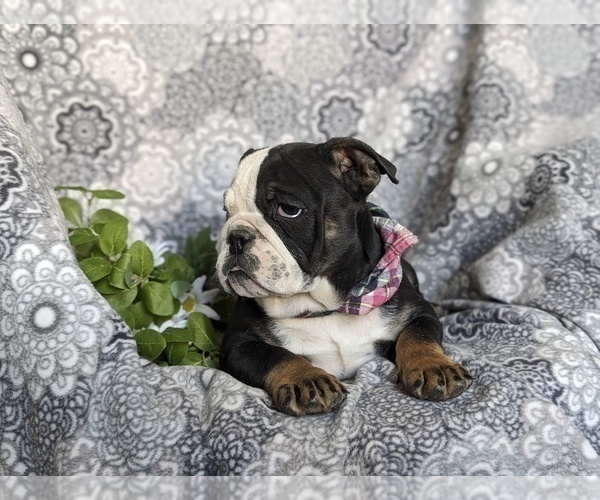 Medium Photo #8 English Bulldog Puppy For Sale in COCHRANVILLE, PA, USA