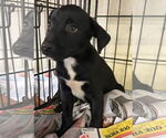 Small #4 Chihuahua Mix