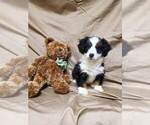 Small Photo #4 Bernedoodle Puppy For Sale in ATOKA, OK, USA
