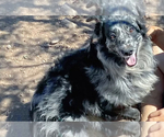 Small Photo #1 Australian Shepherd Puppy For Sale in WILLIAMS, AZ, USA