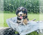 Small #4 Bernedoodle (Miniature)