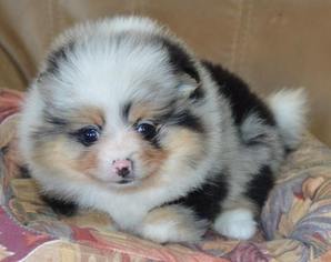 Pomeranian Puppy for sale in MEMPHIS, MI, USA