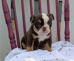 Medium English Bulldog
