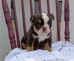 Puppy Helix English Bulldog