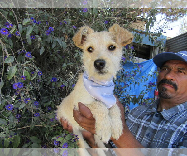 Medium Photo #2 Unknown-Wheaten Terrier Mix Puppy For Sale in San Diego, CA, USA