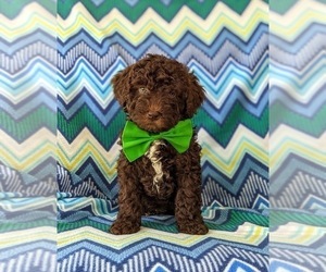 Sheepadoodle Puppy for sale in GLEN ROCK, PA, USA