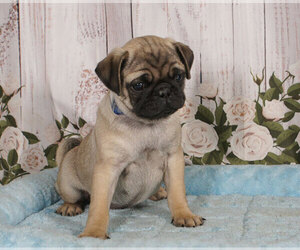Pug Puppy for sale in PENNS CREEK, PA, USA