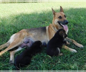 Mother of the German Shepherd Dog puppies born on 02/20/2019