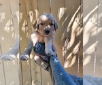 Puppy Grey collar fem Golden Retriever