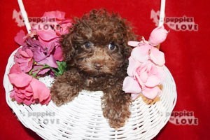 Medium Photo #8 Poodle (Toy) Puppy For Sale in SANGER, TX, USA