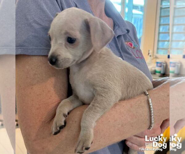 Medium Photo #4 Chihuahua-Unknown Mix Puppy For Sale in Washington, DC, USA