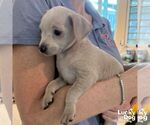 Small #3 Chihuahua Mix