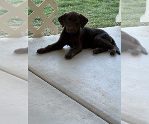 Labrador Retriever Puppy for sale in GOODYEAR, AZ, USA