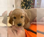 Small Photo #4 Golden Retriever Puppy For Sale in STUARTS DRAFT, VA, USA