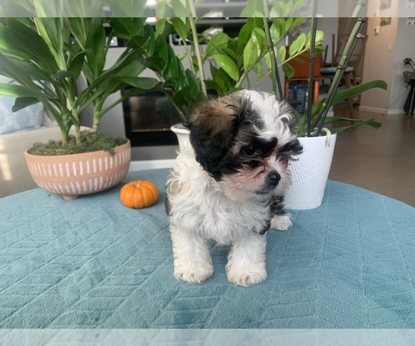 Medium Photo #9 Zuchon Puppy For Sale in RENO, NV, USA