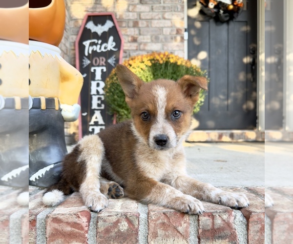 Medium Photo #2 Australian Cattle Dog Puppy For Sale in GREENFIELD, IN, USA