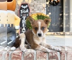 Small #1 Australian Cattle Dog