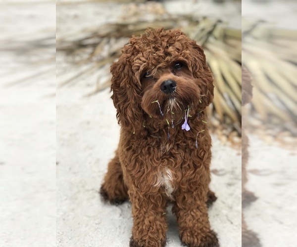 Medium Photo #1 Cavapoo Puppy For Sale in SPRING LAKE, NC, USA