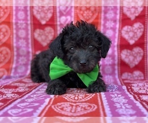 Poodle (Toy)-Yorkshire Terrier Mix Puppy for sale in LANCASTER, PA, USA