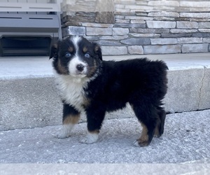 Australian Shepherd Puppy for sale in LODA, IL, USA