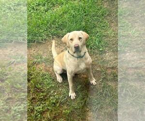 Labrador Retriever Puppy for Sale in AUBURN, Kentucky USA