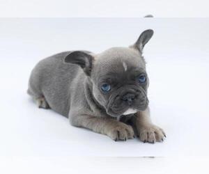 French Bulldog Puppy for sale in DELRAY BEACH, FL, USA
