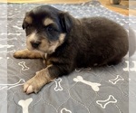 Puppy Girl 2 Australian Shepherd
