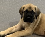Puppy Clark Mastiff