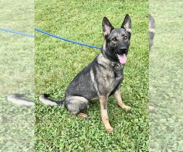 Medium Photo #2 German Shepherd Dog-Unknown Mix Puppy For Sale in Pittsburgh, PA, USA
