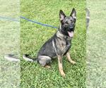 Small #1 German Shepherd Dog Mix
