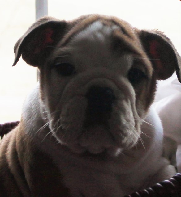 Medium Photo #1 Bulldog Puppy For Sale in SPENCER, TN, USA