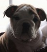 Small Photo #1 Bulldog Puppy For Sale in SPENCER, TN, USA