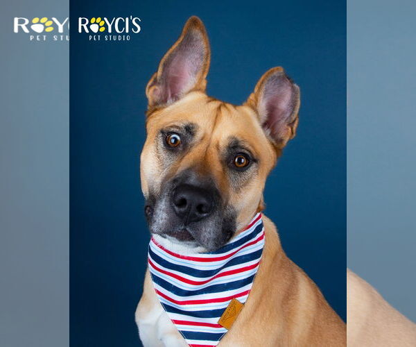 Medium Photo #8 German Shepherd Dog-Unknown Mix Puppy For Sale in Sandy, UT, USA