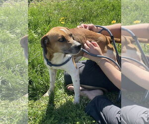 Beagle-Unknown Mix Dogs for adoption in Albemarle, NC, USA