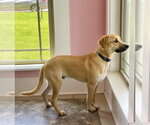 Small #1 Black Mouth Cur Mix