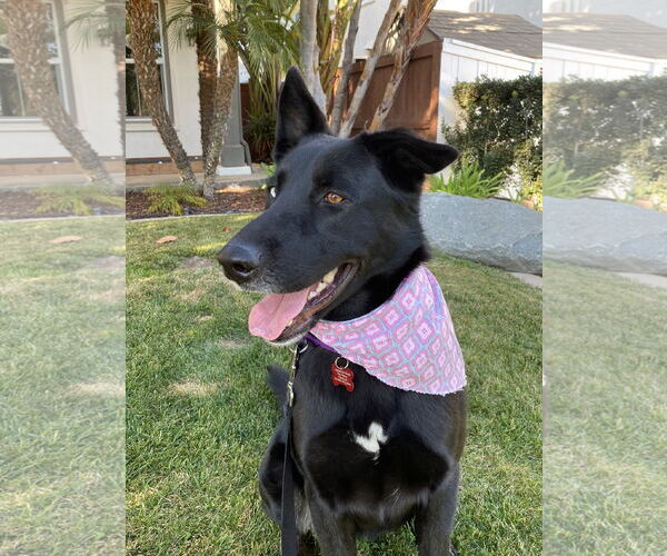 Medium Photo #4 Mutt Puppy For Sale in San Diego, CA, USA