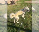 Small #5 Greyhound Mix