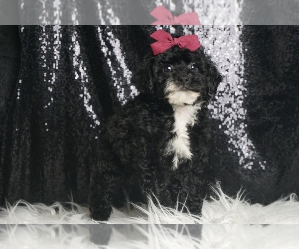 Medium Photo #4 Poodle (Toy) Puppy For Sale in WARSAW, IN, USA