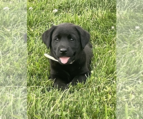 Medium Photo #4 Labrador Retriever Puppy For Sale in WAKARUSA, IN, USA