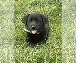 Litter of 8 - Male(s) and Female(s) Labrador RetrieverLitter of Puppies for Sale - Photo #4